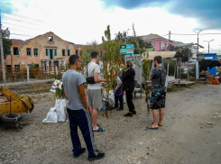 В Камышине оживились рынки фруктовых саженцев, но горожане понимают, что покупают «кота в мешке»