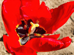 Как камышанам предстоит отдыхать на майские праздники