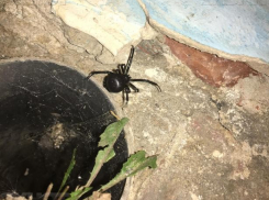 Волжанин встретил смертельно ядовитого паука около жилого дома: всем осторожно!