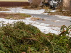 Служба благоустройства Камышина решила измельчить лишние елки? - камышанин