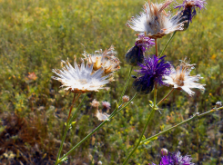 «Ритуальщик» украл айфон у покойника
