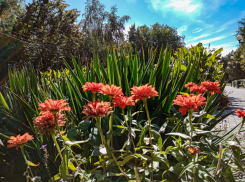 В Камышине сегодня тепло, как в начале «бабьего лета»