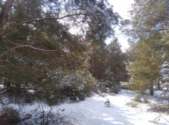  В Камышине небольшой мороз установится на последние выходные уходящего года