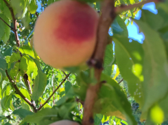 Лишиться урожая из-за ледяного панциря боятся садоводы в Волгоградской области