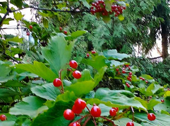 В Камышине после ночного дождя разольется море свежести