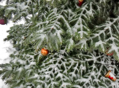 Было бы приятно родителям погибших героев получить новогодние открытки, - камышанка