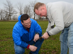 Этой весной в Камышинском районе планируется засеять 7 750 гектаров яровыми зерновыми и 13761 гектар масличными культурами