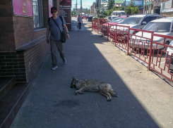 Камышане рассказывают, как в одиночку отбиваются от бродячих собак, а в администрации советуют писать заявки об отлове лично главе города