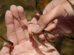 В Камышине в Волгу бесконтактным методом зарыбления отправили белых амуров и толстолобиков
