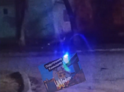 Разгуливающую по Камышину лису заметили горожане