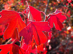 Камышан не будут пускать в леса ни в конце сентября, ни в октябре