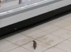 Камышане переживают за судьбу воробья, поселившегося в магазине на улице Ленина