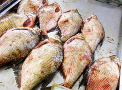 Мясо и рыба подорожали в Волгоградской области 