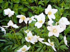 Сегодняшняя ночь стала в Камышине самой холодной в мае, но день будет относительно теплым