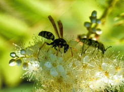 Отличную летнюю погоду без изнурительной жары спрогнозировали для Камышина синоптики на 26 июля