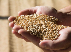 Зерно нового урожая, собранное на камышинских полях, «поехало» за рубеж