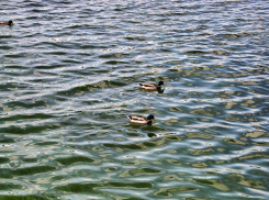 В Камышине дикие утки стали «ручными» и не хотят улетать в теплые края (ВИДЕО)