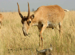 Суд отправил в колонию торговца рогами сайгака, поставившего свой криминальный промысел на поток