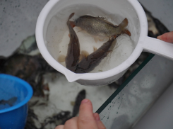 «Водорослям крышка!» - так назвали юные амбассадоры свою акцию и выпустили в Волгу тысячи мальков сазана