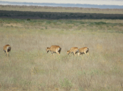 Где в Волгоградской области больше всего «прописано» сайгаков