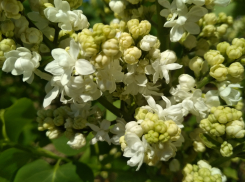 В Камышине пройдет первый «пробный» майский дождь