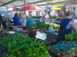 На рынках Камышина грянул рассадный бум