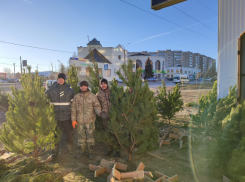 Елки в Камышине продают от 800 рублей за метр