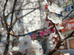 В Камышине массово зацвели абрикосы, несмотря на прогноз с одним градусом тепла предстоящей ночью сегодня, 20 апреля