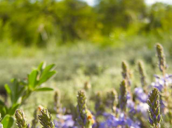 Стало известно, что новой, 15-й жертвой заражения COVID стала 44 летняя женщина; а камышан среди инфицированных нет второй день подряд