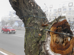 В Камышине начали опутывать деревья на центральных улицах новогодними гирляндами
