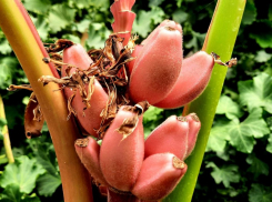 Розовый банан: удивительный фрукт растет в ботаническом саду, - «Блокнот Волжского»