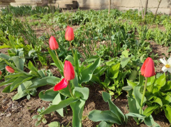 Всем похолоданиям наперекор накануне Светлого Христова воскресенья Камышин превращается в город тюльпанов