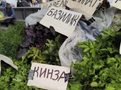 Какую зелень Роспотребнадзор велит камышанам есть осенью для укрепления иммунитета перед сезоном ОРВИ