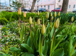 В Камышине, несмотря на холод, лопаются бутоны тюльпанов