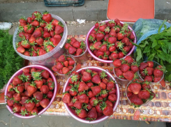 В Камышине рождается клубничный бум