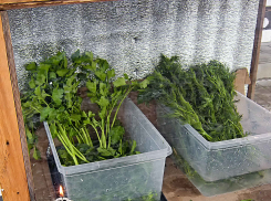 Морозно и временами солнечно, давление высокое: погодная повестка в Камышине на 7 февраля