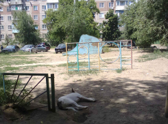 Разговоров много, а бродячие собаки как обитали на детских площадках в Камышине, так никуда и не делись, - камышанка
