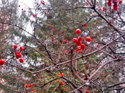 Сильный ветер и перепады из «плюса» в «минус»: погода в Камышине 