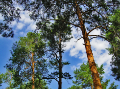 Камышане еще  могут успеть сходить в лес, пока на такие выезды не наложили запрет