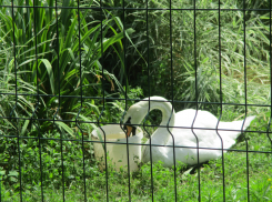 В Камышине семья лебедей изгнала из пруда третьего – одинокого лебедя