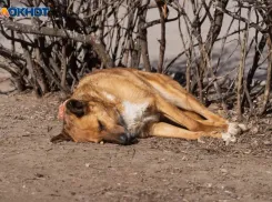 В Волгоградской области жители заметили умирающих в муках собак и подключили полицию к поиску тех, кто травит бродячих псов