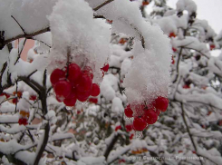 После 20-градусных морозов Камышин накроет снегопад и резко потеплеет