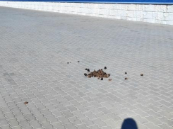 В Камышине в соцсетях обсуждают, откуда в городе навоз на центральной набережной