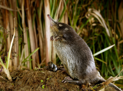 Новые жилые норы скрытницы-выхухоли нашли в Волгоградской области