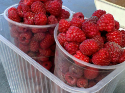 В Камышине нанимают сборщиков малины «за высокую зарплату»