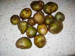 Купила по дешевке картошку, а полсетки оказалось зеленых клубней, вот беда-то! - камышанка