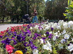 Власти Камышина обещают горожанам хорошее кино под открытым небом, стулья с собой приносить не надо