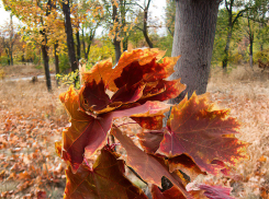 В воскресенье шквалистый ветер будет продувать Камышин весь день, но осадков не предвидится