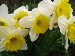 Солнечно и +10 - отличный прогноз для камышан на 8 Марта