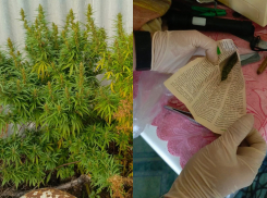 В Камышине фигурант подсушил себе садовой конопли «к чаю»